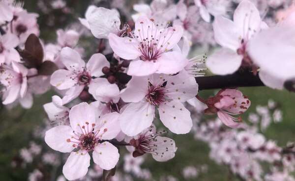 Nous sommes la Nature