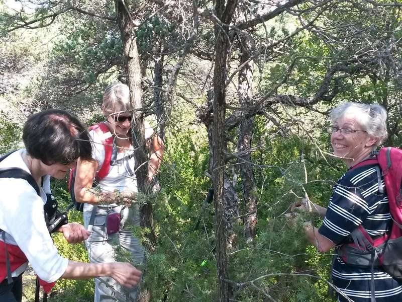 Ramasse de baies de genièvre