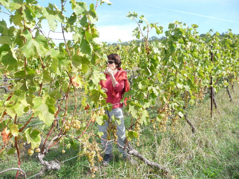 On grapille dans la vigne !