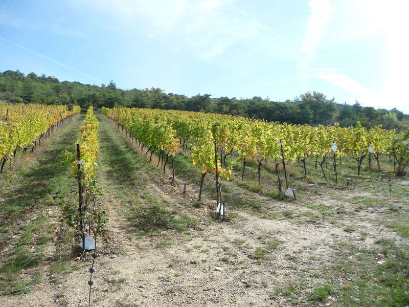 1,7 hectares de raisin bio