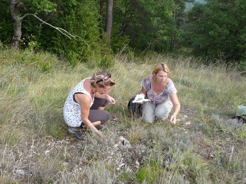 Cueillette du thym sauvage