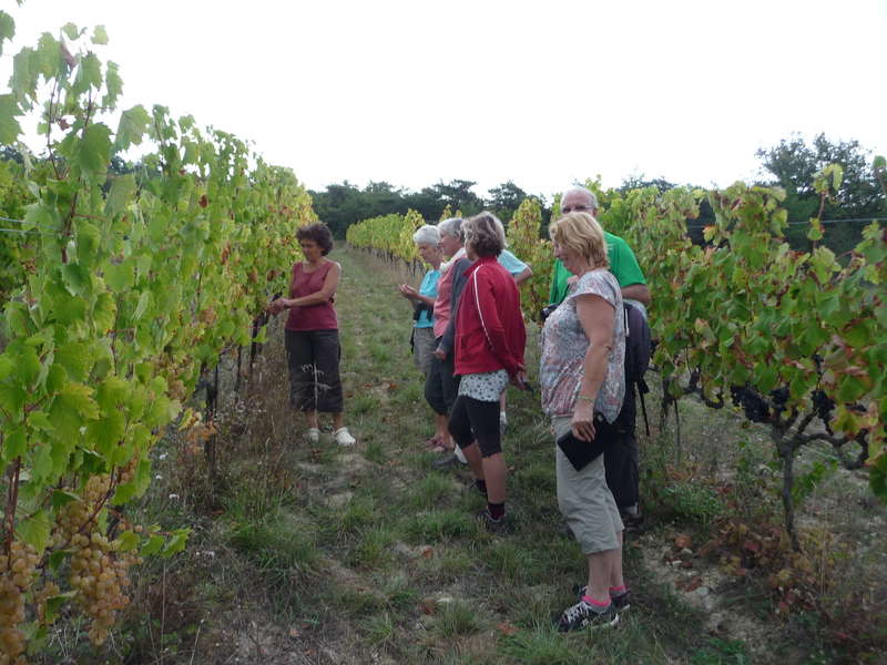 Dans la vigne de Christine