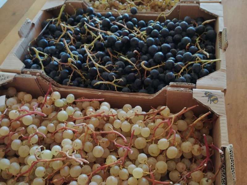 5 variétés du raisin de Christine :  Danlas, Chasselas, Alphonse Lavallée, Exalta et Muscat