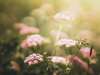 Naturopathie