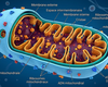 mitochondrie
