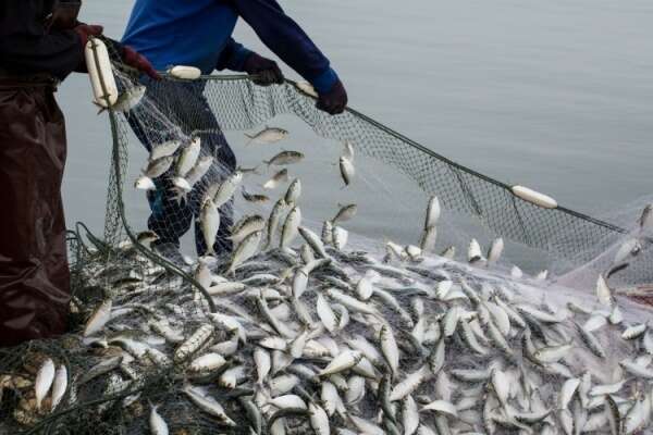 TVA à taux réduit : même pour les poissons d’empoissonnement ?