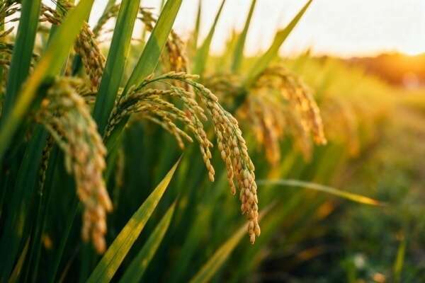 Capital décès : une protection renforcée pour les proches des non-salariés agricoles