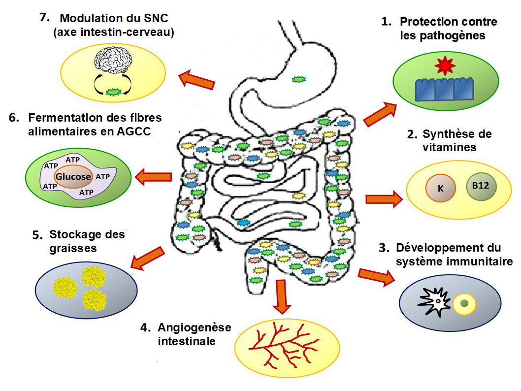 Le Rôle Du Microbiote Intestinal Nutriblog