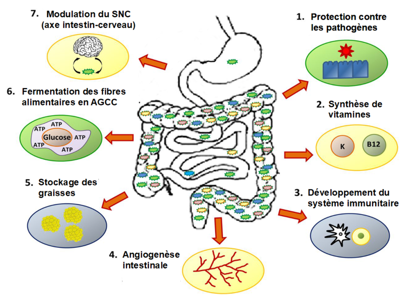 Le Rôle Du Microbiote Intestinal | NutriBlog