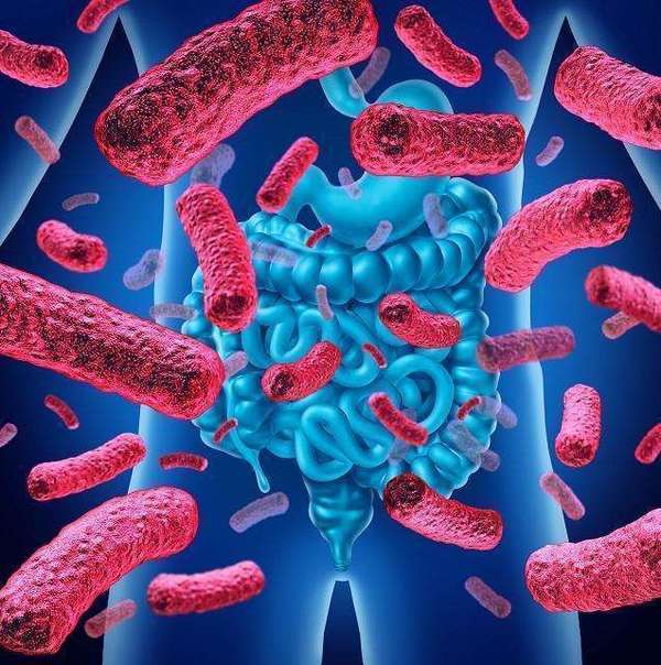 Le rôle du microbiote intestinal  NutriBlog