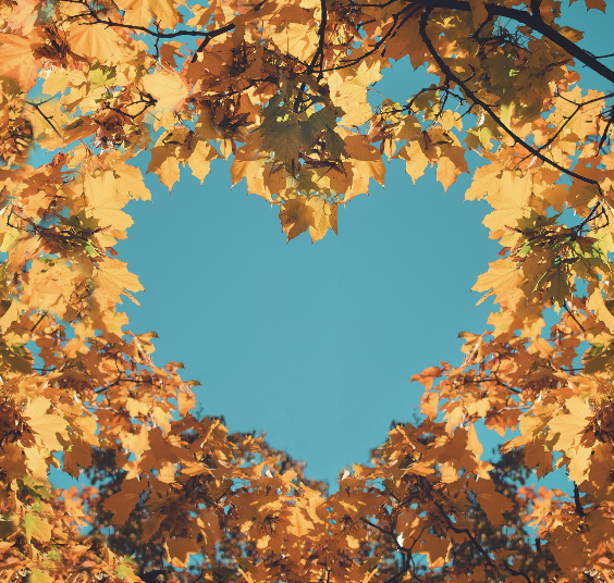 L'Automne en Shiatsu et Médecine Chinoise : Comprendre et Renforcer son Énergie