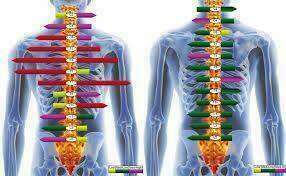 Myovision : Quesako ?