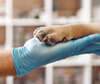 Cabinet vétérinaire à Boulogne-Billancourt spécialisé en soins sur-mesure pour animaux
