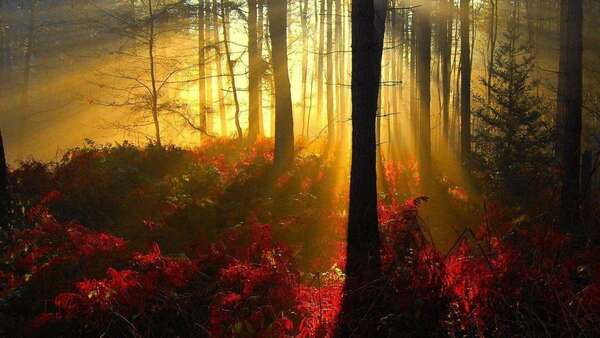 COMPRENDRE LES TROUBLES ANXIEUX