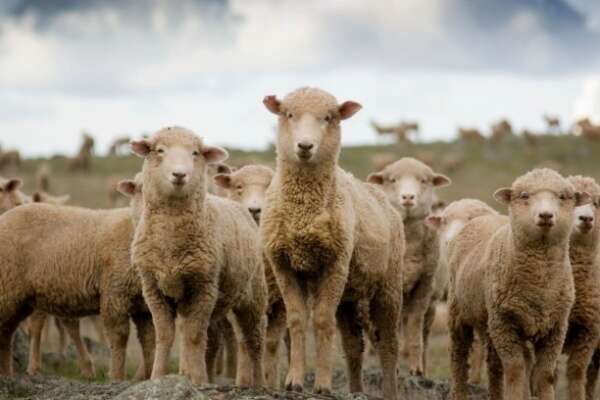 Fièvre catarrhale ovine : quelle est la réponse du Gouvernement ?