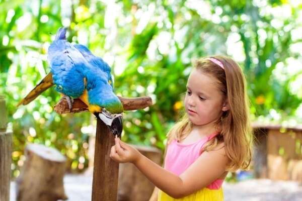 Parcs zoologiques : vers une fin du taux réduit de TVA ?