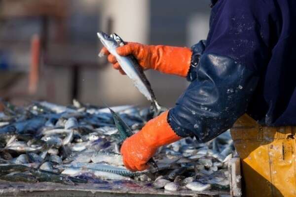 Secteur de la pêche : du nouveau pour les quotas et les activités de pêche