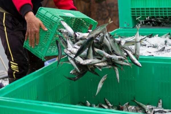 Secteur de la pêche : évolution des critères des demandes d’antériorités