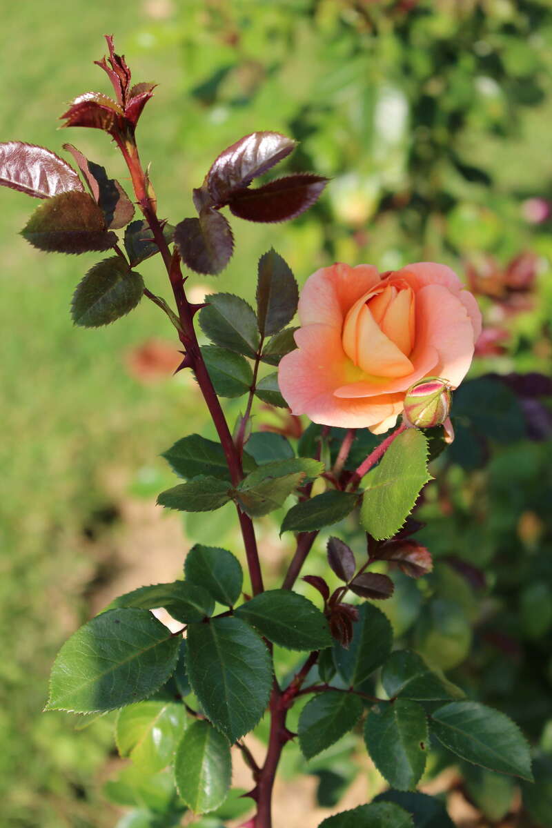 fd4254ff-e9a7-47f7-8cd1-094d766e567f