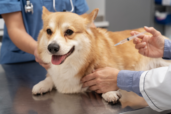 L'importance de la vaccination chez les chats et les chiens