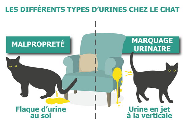 Le marquage urinaire chez le chat : Causes et Traitements 