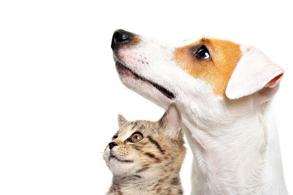 comment choisir le mode d'identification de son animal de compagnie entre la puce électronique et le tatouage 