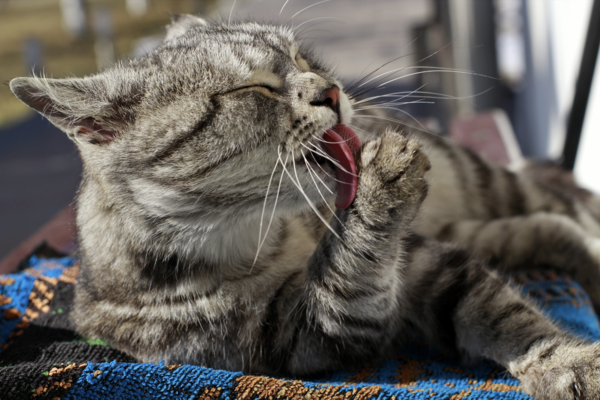 Nous ne sommes pas allergiques aux poils de chat mais à leur salive ! 