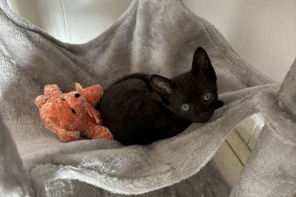 Des nouvelles de Sirius, notre vaillant chaton qui a trouvé sa famille pour la vie