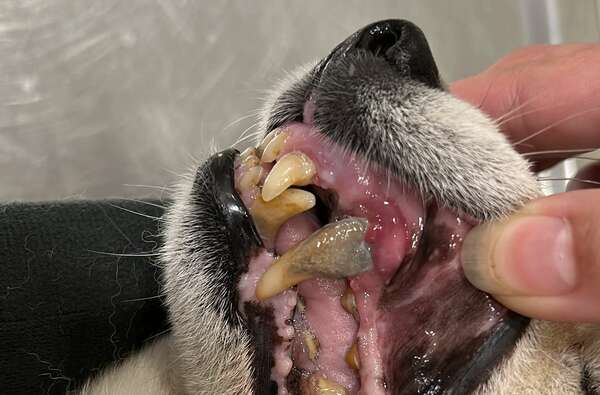 Hygiène Bucco-Dentaire chez les Animaux : Prévention et Détartrage