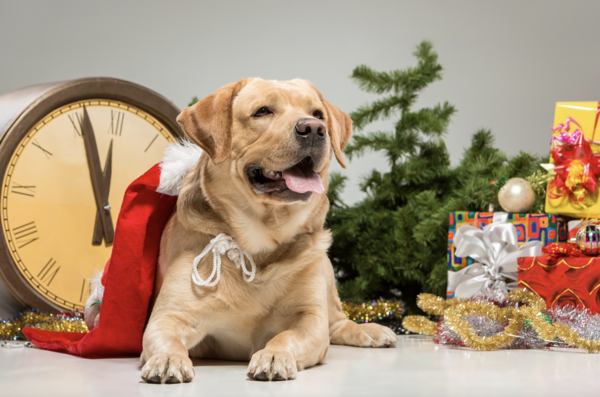 Idees cadeaux pour offrir à son animal de compagnie (chiens, chats, nacs) visiter la boutique en ligne livraison gratuite à la clinique veterinaire fondere