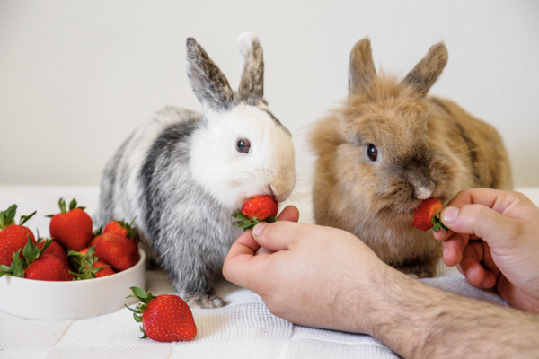 les bienfaits d'une alimentation équilibrée sur les nouveaux animaux de compagnie ou nac