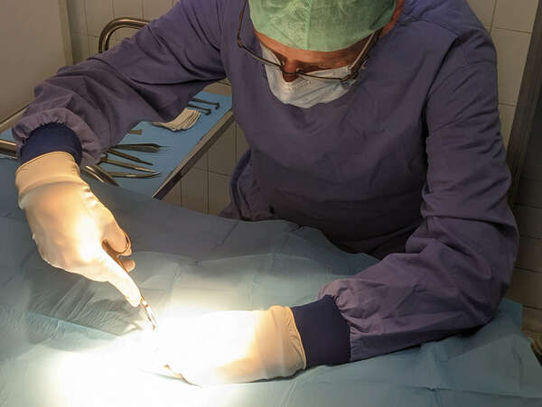 Faire stériliser son animal de compagnie pour prévenir des maladies et préserver le bien-être des animaux 