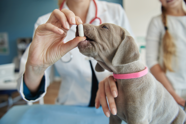 Traitements et prévention des maladies liées aux parasitaires internes chez les chiens, chats et nacs. Les conseils de la clinique vétérinaire fondère située aux cinq avenues