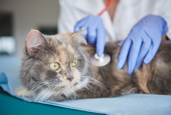 Prévention de la santé des animaux de compagnie via un bilan annuel de santé 