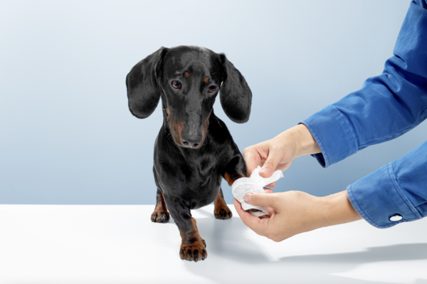 Nos conseils en cas de blessure d'un animal de compagnie le weekend en attendant une visite chez le vétérinaire