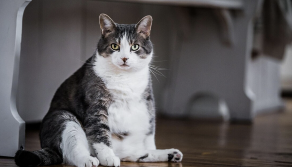 Prévenir de l'obésité grâce à une alimentation équilibrée et adaptée à votre animal de compagnie, les conseils du docteur Zahra, vétérinaire à la clinique Fondère, Marseille 4ème