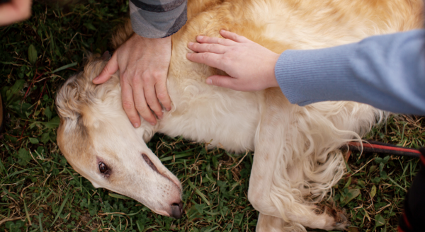 Les signes de la douleur animale qui doivent vous alerter, les conseils du docteur Zahra, vétérinaire à Marseille