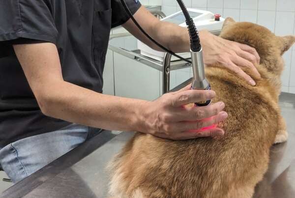 Le laser thérapeutique, une médecine douce et alternatives pour traiter les douleurs d'arthrose, inflammatoires chez les chiens, chats et nacs à marseille à la clinique vétérinaire fondère