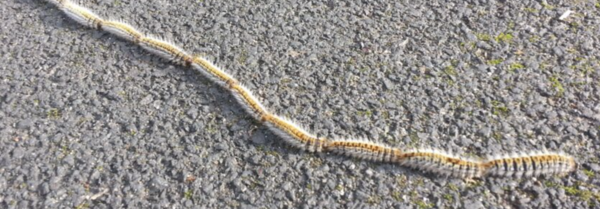 Les chenilles processionnaires sont déjà là à marseille, nos conseils pour protéger vos chiens face à ces insectes qui peuvent être très dangereux 
