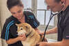 chien sur table veterinaire
