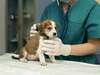 chiot avec veterinaire