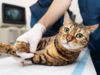 chat allongé sur table veterinaire