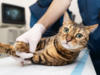 chat allongé sur table veterinaire