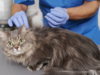chat en train d'être vacciné