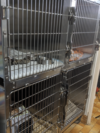 chats et chiens en chenil post opération