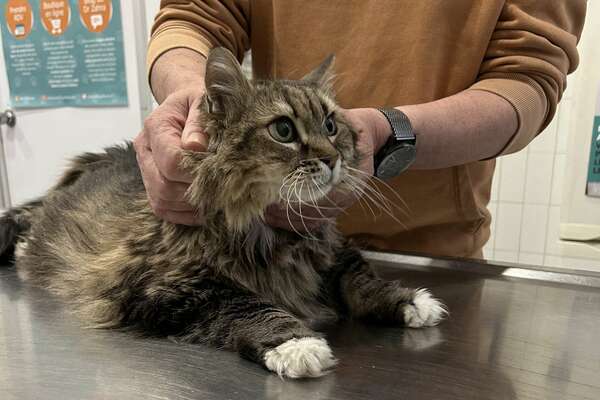 Zoom sur Bambou, la plus ancienne patiente de la clinique vétérinaire fondère située à Marseille à proximité des 5 avenues