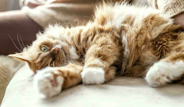 le docteur zahra, vétérinaire à marseille à la clinique fondère vous dit tout ce qu'il faut savoir sur le ronronnement du chat 