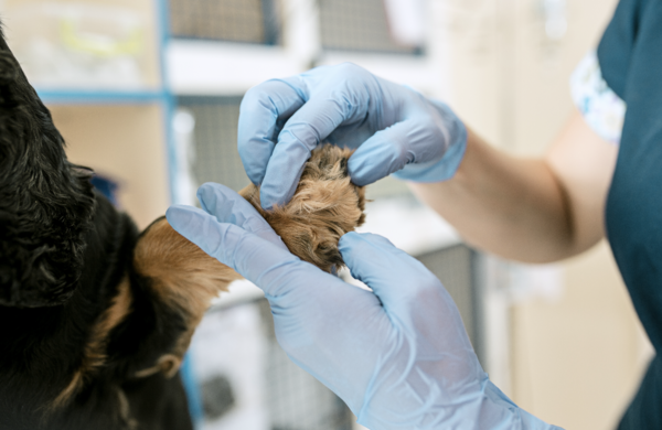 Les conseils du docteur zahra pour protéger vos animaux pendant les chaleurs de l'été et les brûlures du bitume sur les coussinets des chiens et chats