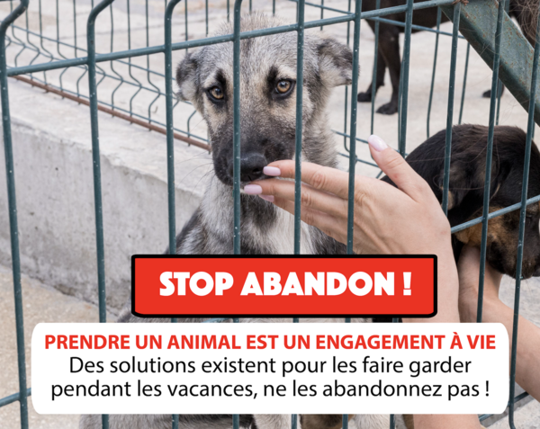 STOP ABANDON pendant l'été ! 