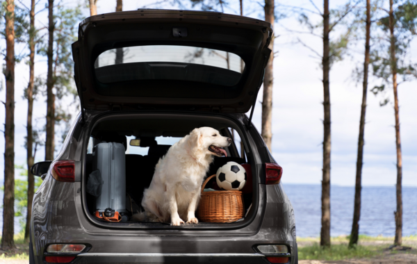 Les règles et les vaccins obligatoires avant de voyager avec son animal. Le docteur Zarah, vétérinaire expérimenté à Marseille vous donne tous les conseils à savoir avant de partir en vacance